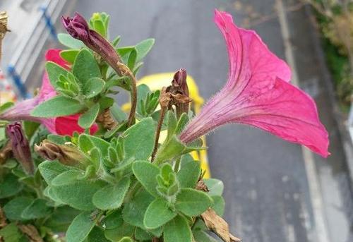 如何让牵牛花爆盆成为你家的亮点（从选购到养护，让你的牵牛花爆盆变得更美丽）