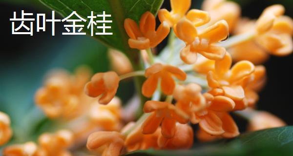 探寻桂花，美妙品质惊艳味蕾（发现桂花的珍品种，香气浓郁、口感）