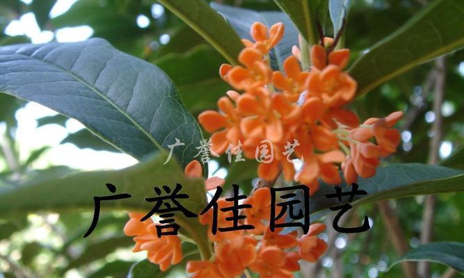 探寻桂花，美妙品质惊艳味蕾（发现桂花的珍品种，香气浓郁、口感）