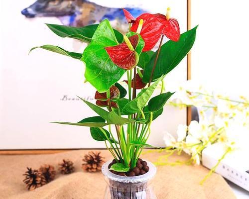 红掌养护与浇水指南（打造鲜艳绽放的红掌植株）