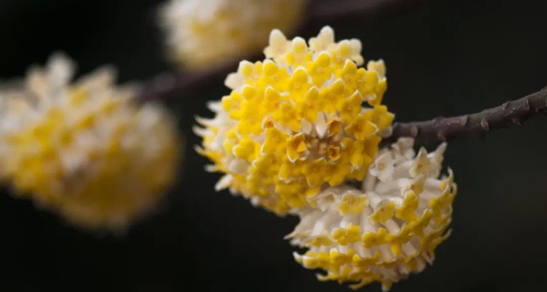 结香花的风水与禁忌（破解结香花的神秘玄机，助您引来好运）