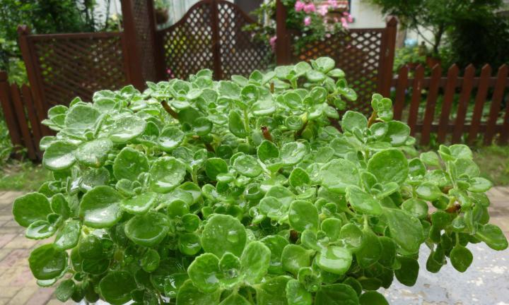 驱蚊圣品大揭秘——植物驱蚊（发现自然之力，避免蚊虫叮咬）