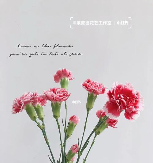 康乃馨的寓意（探寻康乃馨花语的深刻内涵）