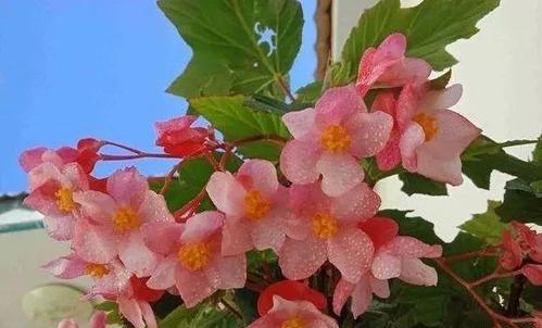 竹节海棠黄叶养殖的原因(探究竹节海棠黄叶生长的条件及其商业价值)