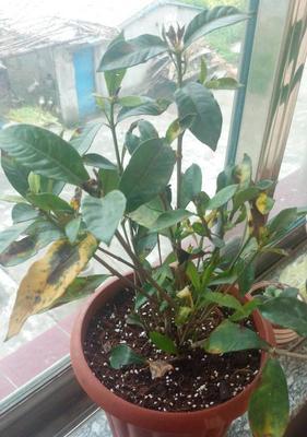 小叶栀子的花期和观赏之美（从春天到秋天，小叶栀子花开不停）