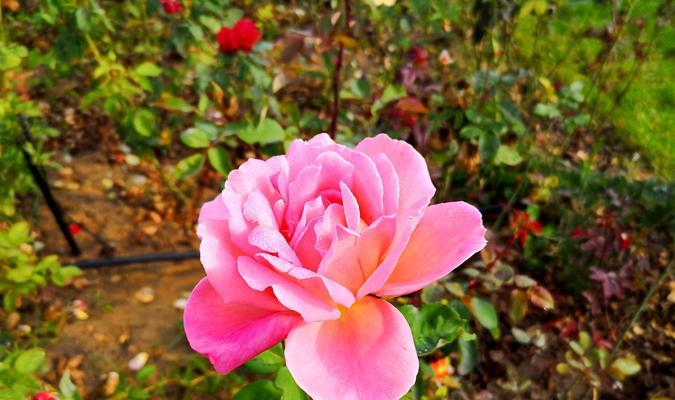 粉色月季花花语（粉色月季花花语解读及其深刻内涵）