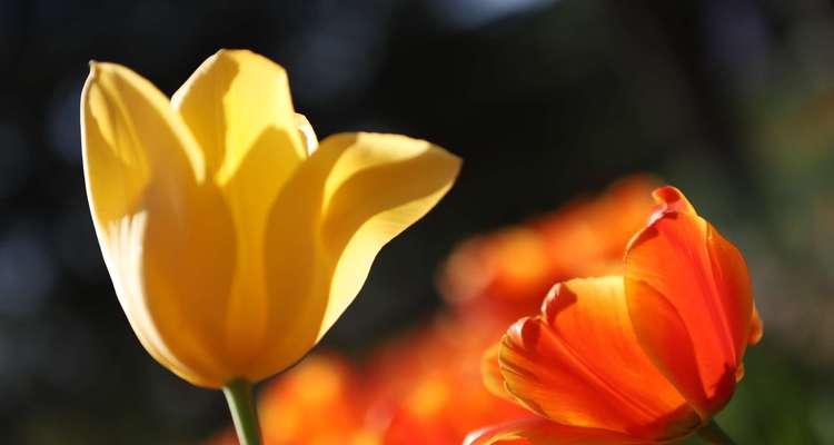 粉郁金香花语（揭示粉郁金香所蕴含的深刻花语之美）