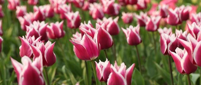粉郁金香花语（揭示粉郁金香所蕴含的深刻花语之美）