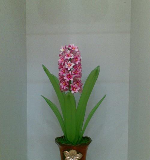 紫色风信子——花语与象征（紫色风信子的神秘魅力与多重含义）