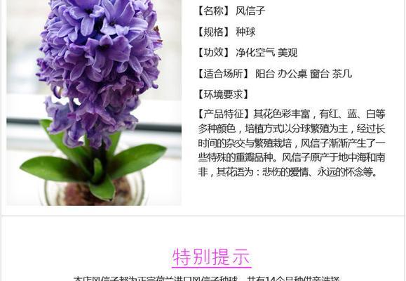 紫色风信子的花语与传说（探寻紫色风信子的神秘和美丽）