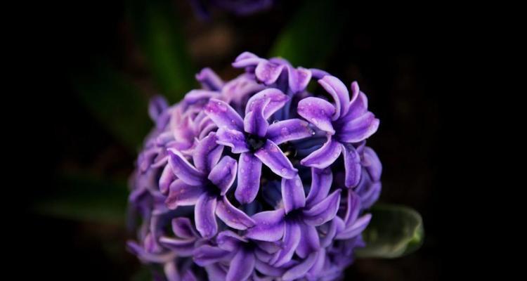 风信子之恬静花语（绽放生命的美丽与宁静）