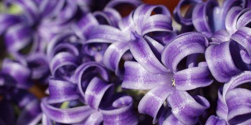 风信子之恬静花语（绽放生命的美丽与宁静）