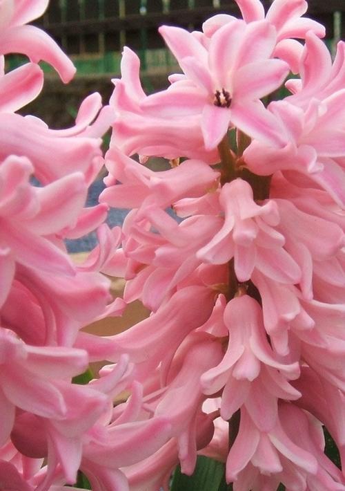 风信子粉色花语——浪漫、温馨、甜蜜(用风信子粉色传达爱意的奇妙世界)