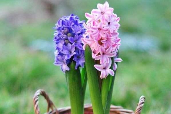 粉色风信子花语解读（探索粉色风信子所传递的情感和意义）
