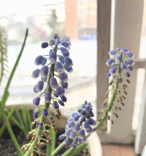 风信子开花的寓意（花开盛放，新生希望）