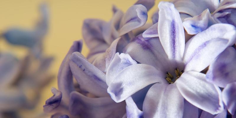 风信子鲜花花语（以花为语，传递真挚的情感）