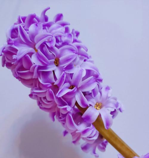 风信子之美——寓意与魅力（探索花语与象征，感受春天的气息）