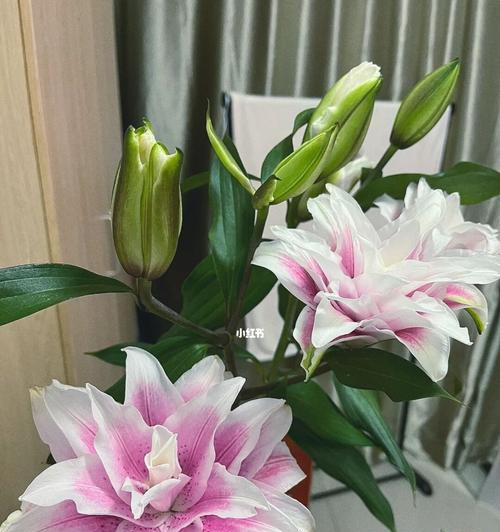 复瓣百合花语（以花朵为媒介传递真挚情感的瑰丽盛宴）