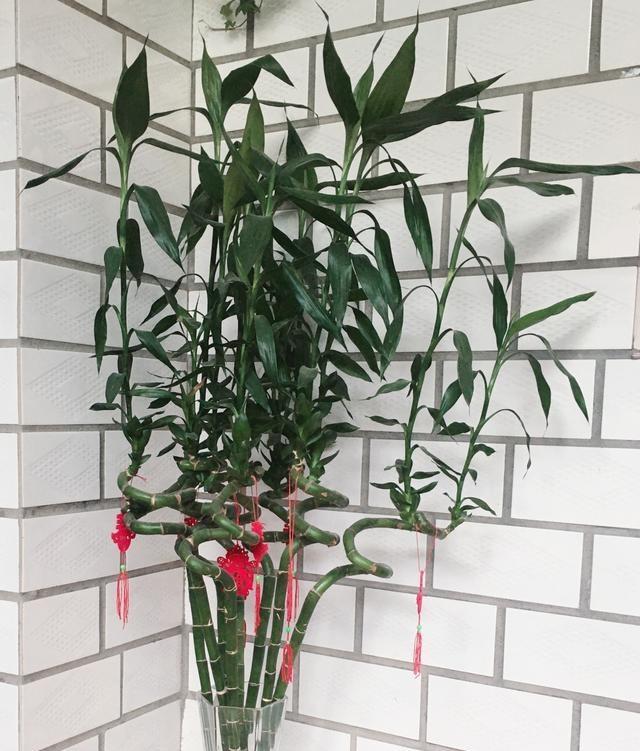 富贵竹花语的传说与寓意（富贵竹的神秘魅力和寓意解读）