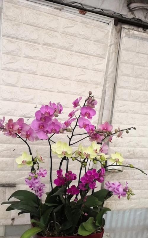 缤纷蝴蝶兰，花开寓意之谜（探寻不同颜色蝴蝶兰的花语奥秘）
