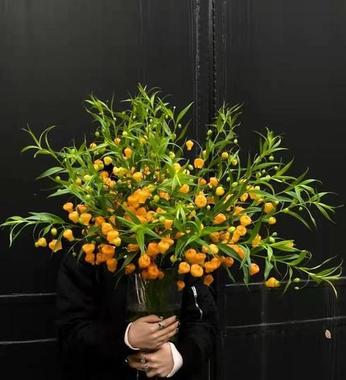宫灯百合花语——心灵的晨光（以美丽的花朵诉说内心的情感）