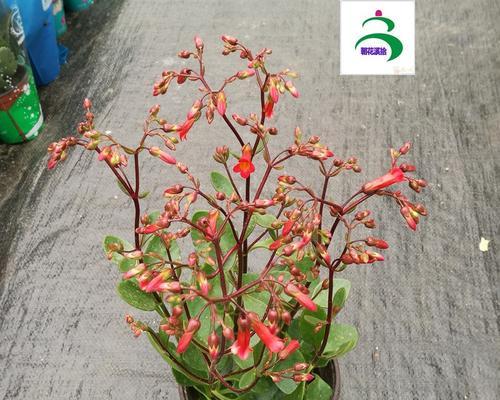宫灯长寿花——祝福与美好的象征(宫灯长寿花花语及其文化内涵)