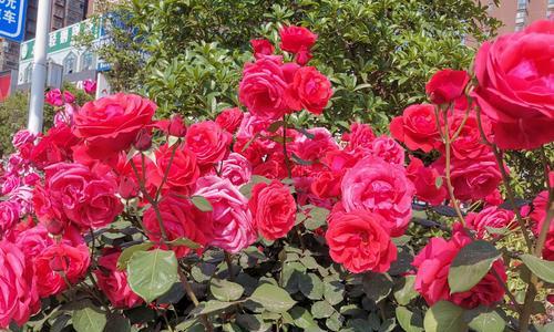 月季花的花语（探索月季花的花语，领略其中的美丽神秘）
