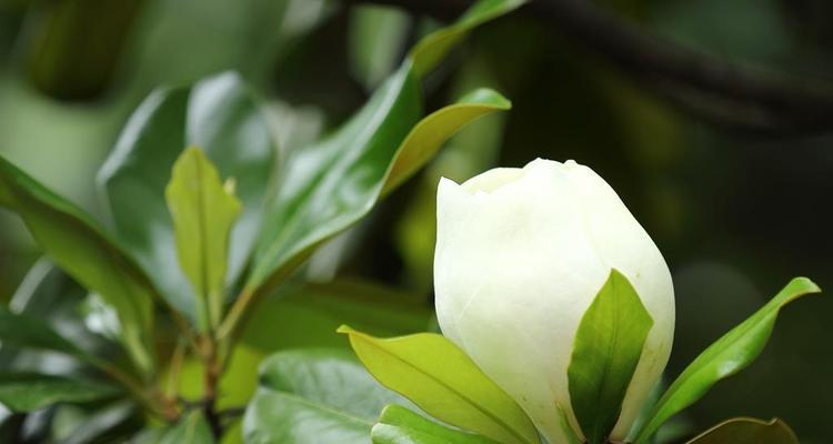 广玉兰花的象征意义与美丽魅力（探寻广玉兰花的寓意与文化内涵）
