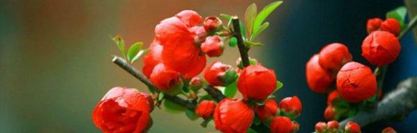 海棠花的花语——寄托着深情与美丽的象征（海棠花的花语及其传承之美）