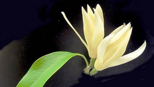 含笑花的寓意与象征——探索花语中的微妙情感（喜悦与希望交织的微笑，凝结在含笑花之中）