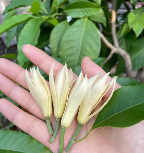 含笑花的寓意与象征——探索花语中的微妙情感（喜悦与希望交织的微笑，凝结在含笑花之中）