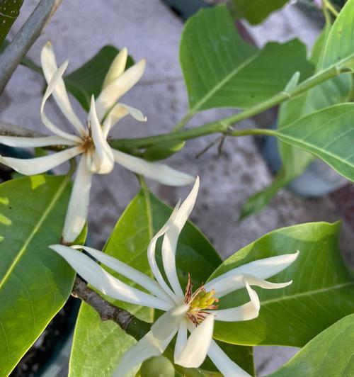 含笑花的寓意与象征——探索花语中的微妙情感（喜悦与希望交织的微笑，凝结在含笑花之中）