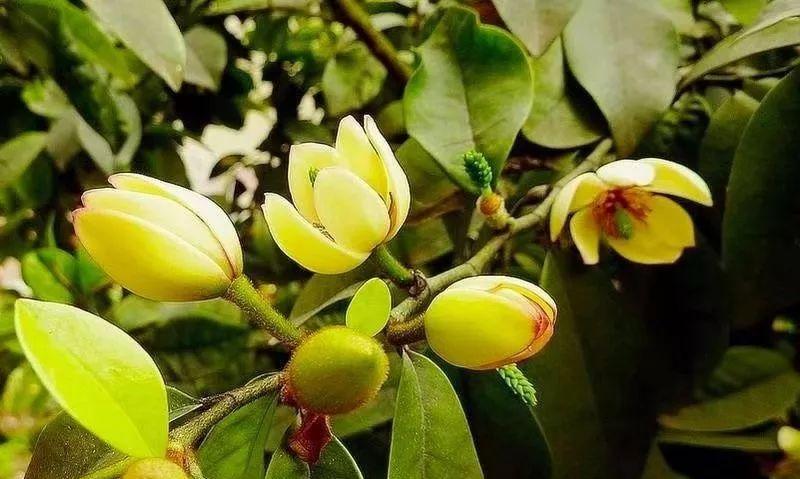 以含笑花语的深刻寓意（以笑容传递幸福的花卉之美）