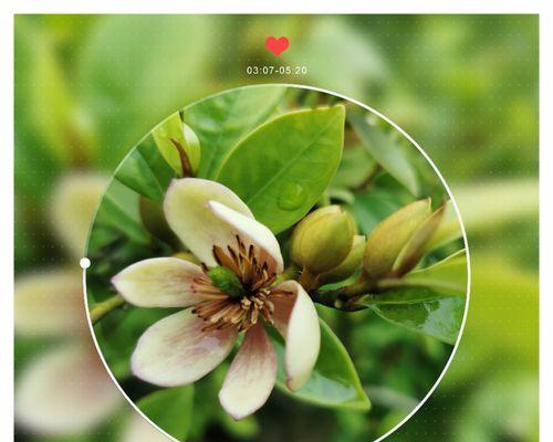 以含笑花语的深刻寓意（以笑容传递幸福的花卉之美）