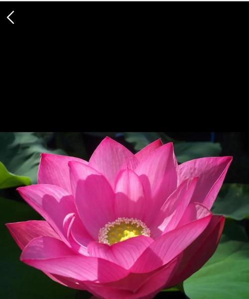 荷花的花语及其象征意义（解读荷花的情感寓意，揭示人生哲理）