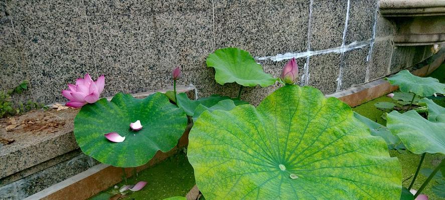 荷花花语之美丽与坚韧（探寻荷花的花语之美丽与坚韧）