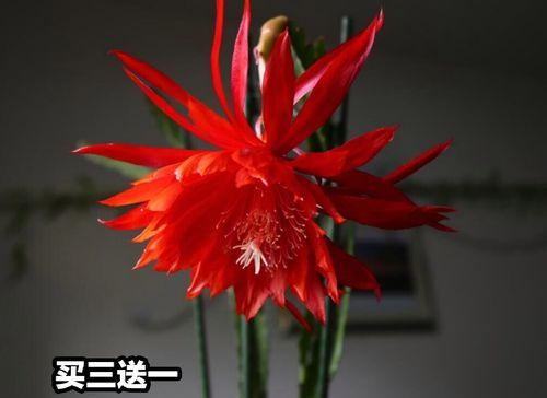 以荷花灵剑的花语与传奇故事（荷花灵剑的花语解读及传说故事的艺术表达）
