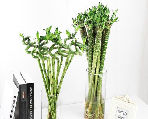 荷花竹的花语与意义（传递深情的荷花竹——理解其花语的重要性）