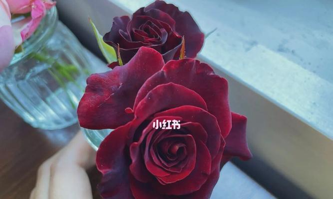 解读黑魔术玫瑰的花语(探寻黑魔术玫瑰背后的隐秘意义)