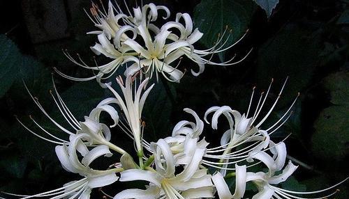 黑色风信子花语与寓意（探究黑色风信子所代表的内涵与象征）