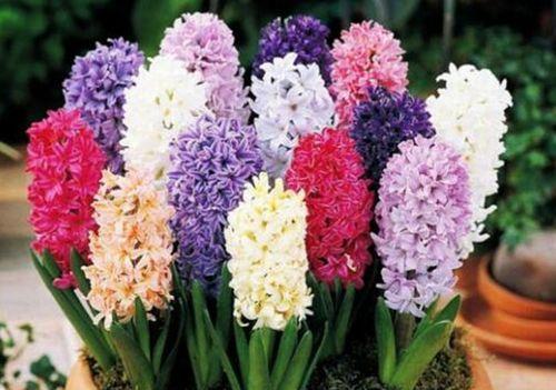 粉红风信子花语（传递温柔与希望的花朵）