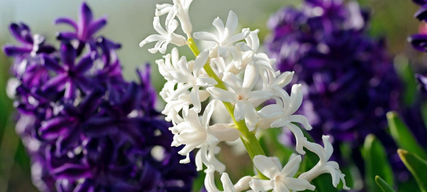 粉红风信子花语（传递温柔与希望的花朵）