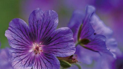 红口水仙花语（红口水仙花的花语及其象征意义）