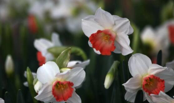 红口水仙花语（红口水仙花的花语及其象征意义）