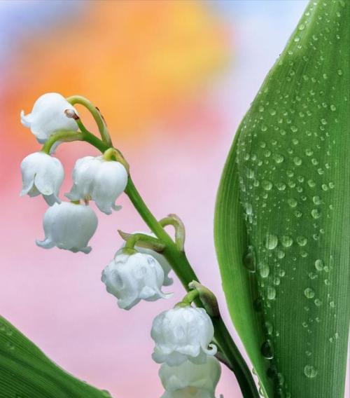 红口水仙花语（红口水仙花的花语及其象征意义）