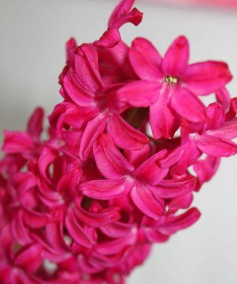 红色风信子花语（红色风信子的意义和传承）