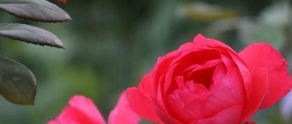 红色月季花语（探索红色月季的花语之美——表达爱意的选择）