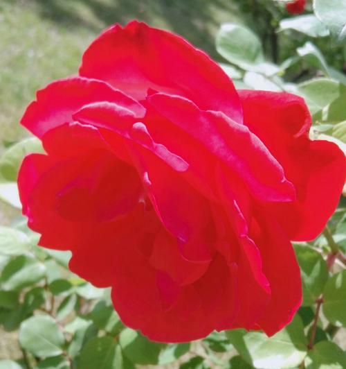 红色月季花语（探索红色月季的花语之美——表达爱意的选择）