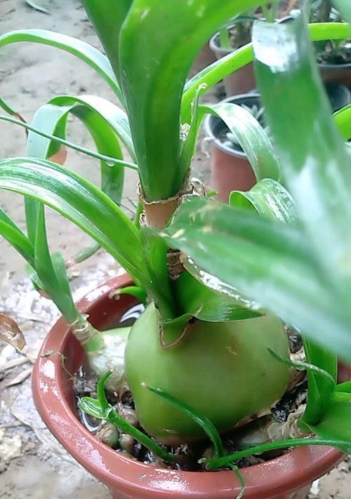 白花虎眼万年青（细数白花虎眼万年青的5大花语）