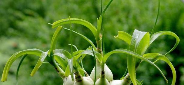 白花虎眼万年青（细数白花虎眼万年青的5大花语）